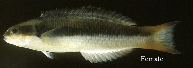  Thalassoma amblycephalum (Bluntheaded Wrasse)